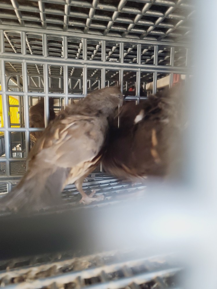 25 Valley Quail Hatching Eggs