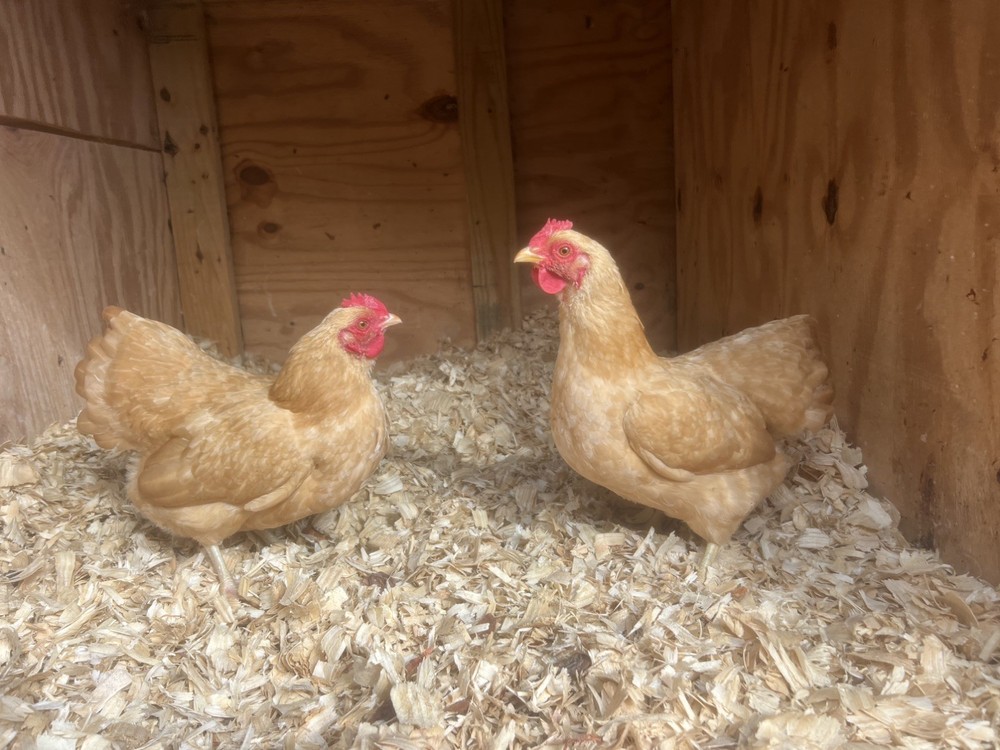 50+ Assorted Bantam Hatching Eggs—Exhibition Line