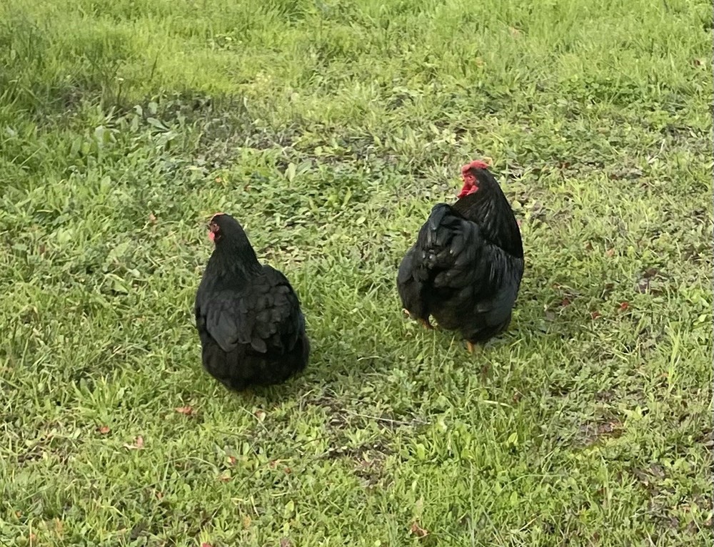 6+ Black Bantam Wyandotte Chicken Hatching Eggs