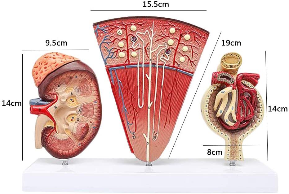 Human Anatomy Kidney Model Nephron Glomerular Urinary System Anatomical Model