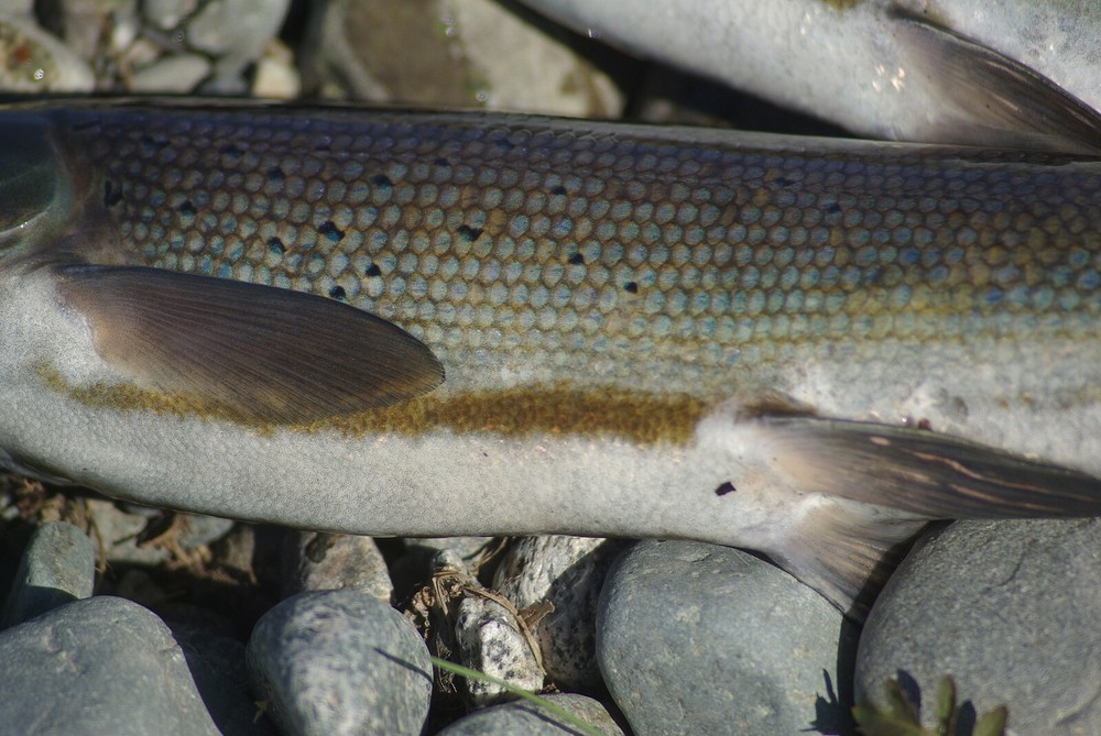 Grayling Taxidermy Reference Photo Cd