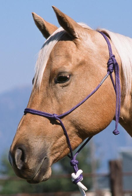 Weanling Size Raspberry/Black Tracers #124 Nylon Halter Double Diamond Halter