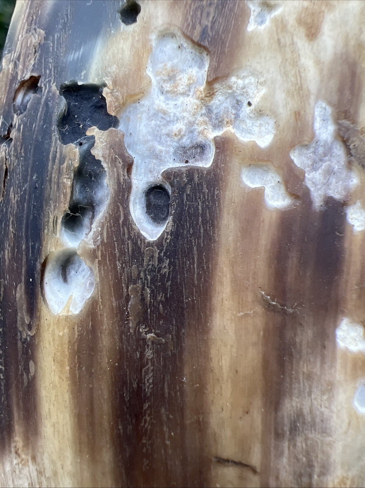 Original Native American Indian Hand carved Goat Horn Spoon; Late 19th Cent.