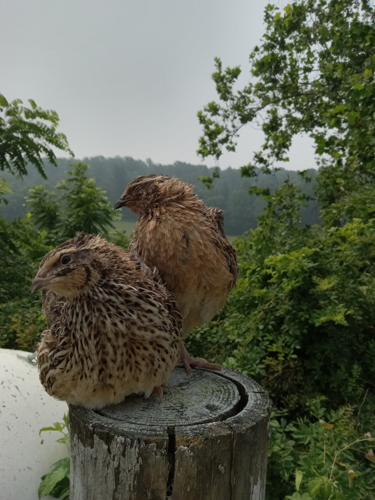 33+ KINGsBROWN XL. JUMBO brown coturnix quail hatching eggs,