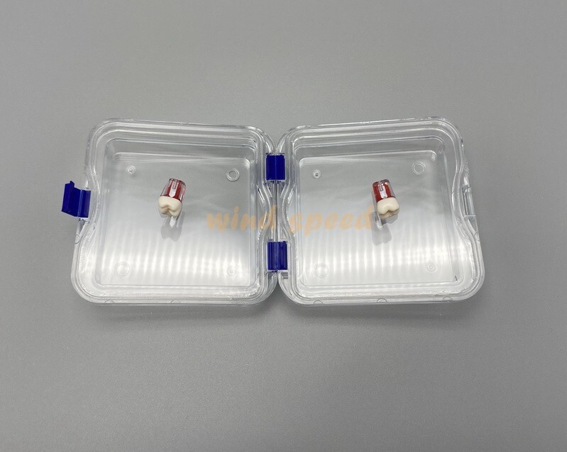 10PCS Denture False Teeth Membrane Container Hinged Jewelry Display Box Case