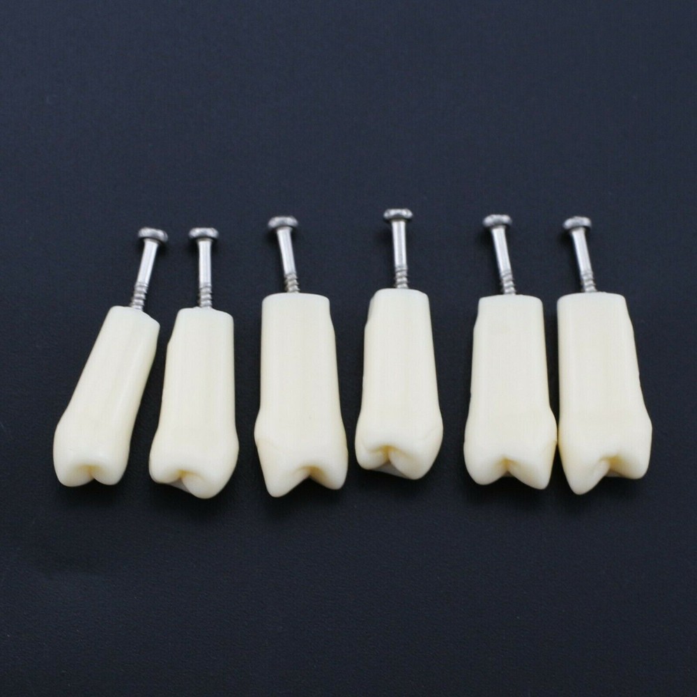 Dental Typodont Model Replacement 32 Screw-in Teeth Practice Study Tooth Model