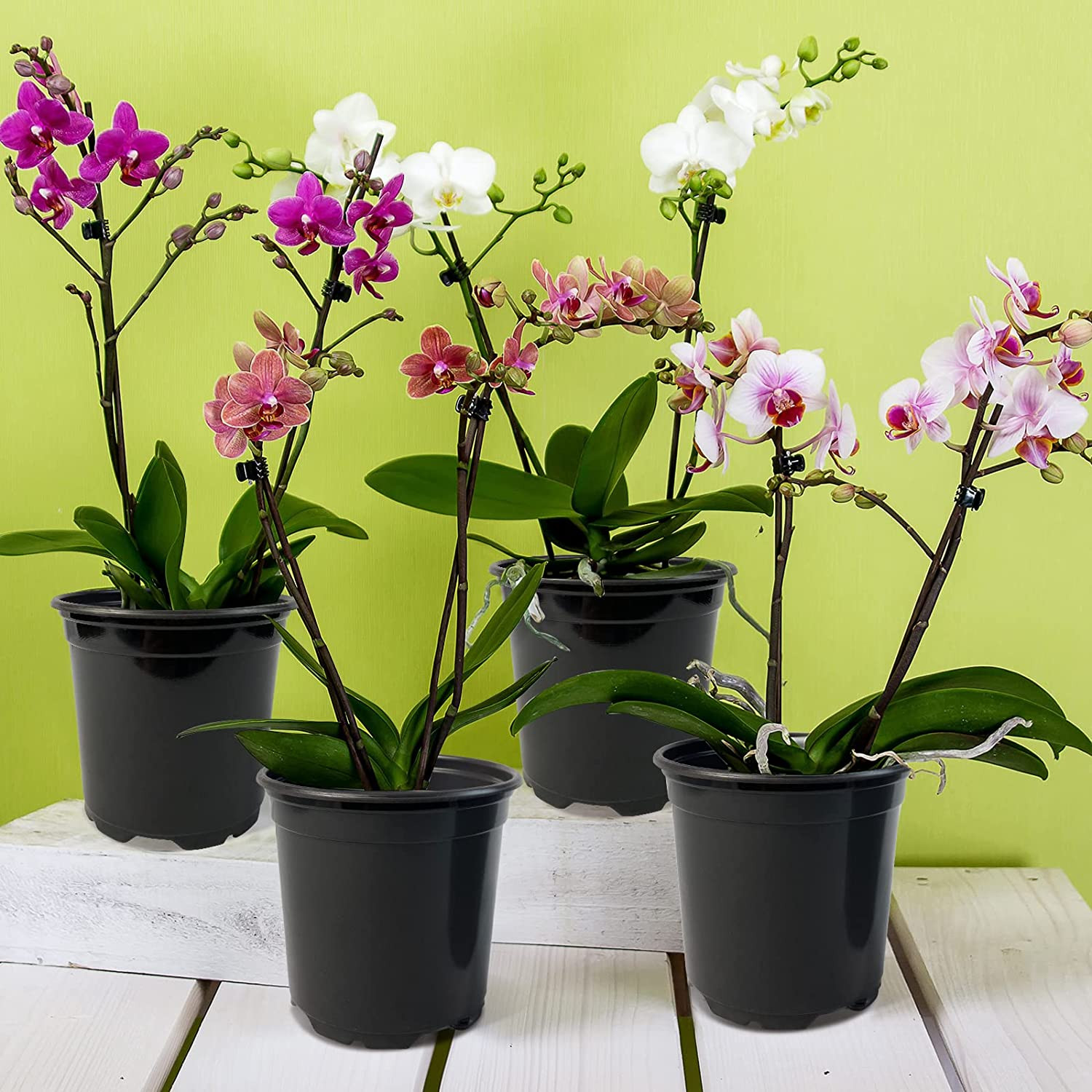 100 Pack Nursery Pots, 4 Inch Nursery Pot for Plants, Plastic Plant Pots