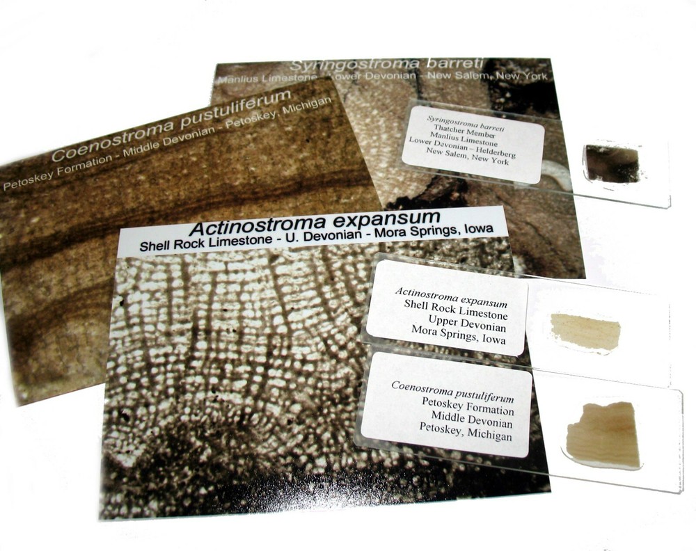 Ordovician Devonian stromatopora stromatoporoid microscope thin sections 5 types