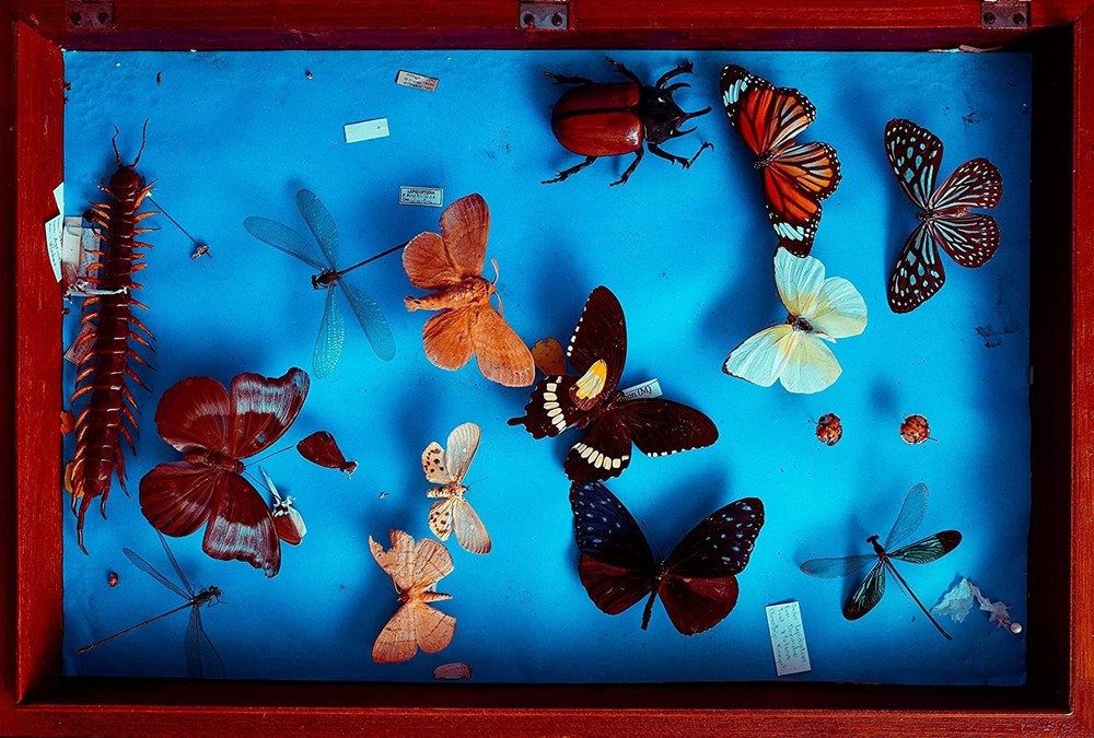 Making Insect Specimen Tools Kit, Pins,Insect Pinning Board, Kit