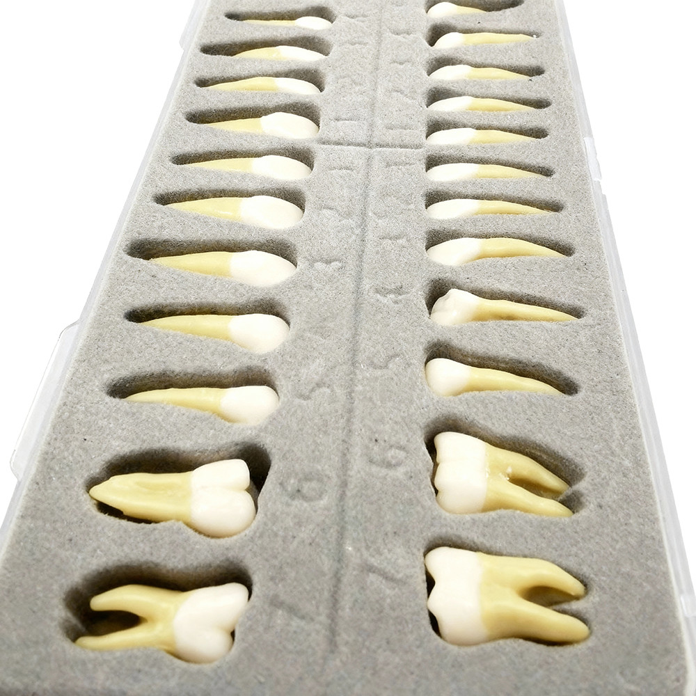 28 Resin Dental Permanent Teeth Study Tooth Model Discrete With Root Simulation