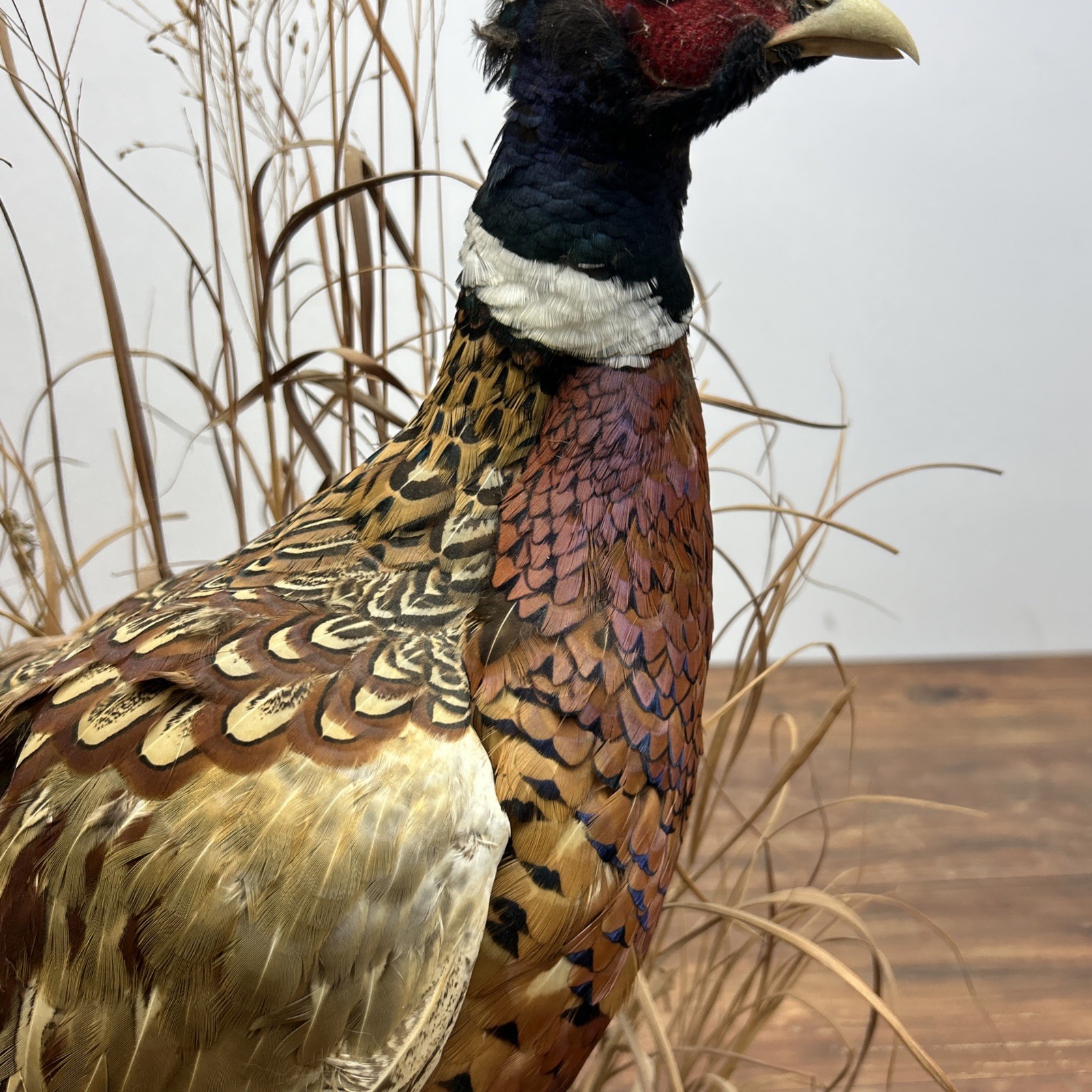 Ringneck Rooster Pheasant Taxidermy Standing Mount Habitat Base Foliage