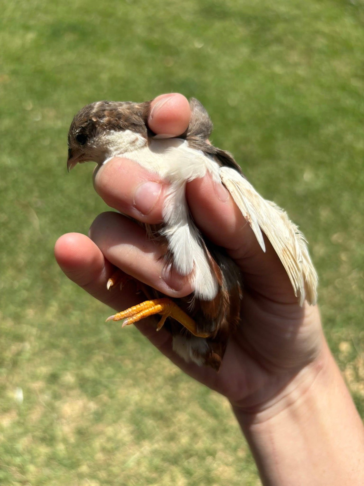12 Exotic Button Quail Hatching Eggs Chinese Painted SPECIAL RARE ~ TPB Farms 🦚