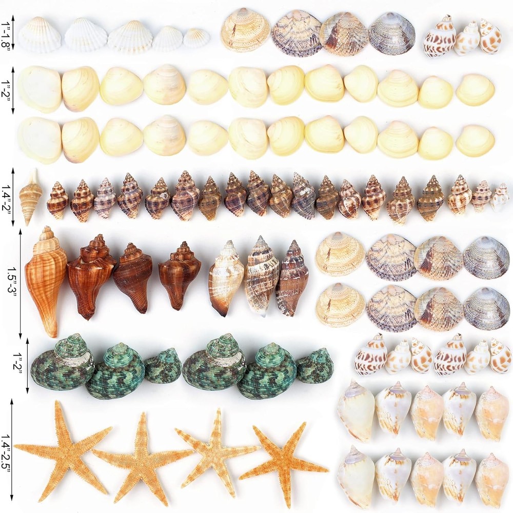 80+ Pcs Natural Seashells, Mixed Starfish Sea Shells for Crafts, Various...