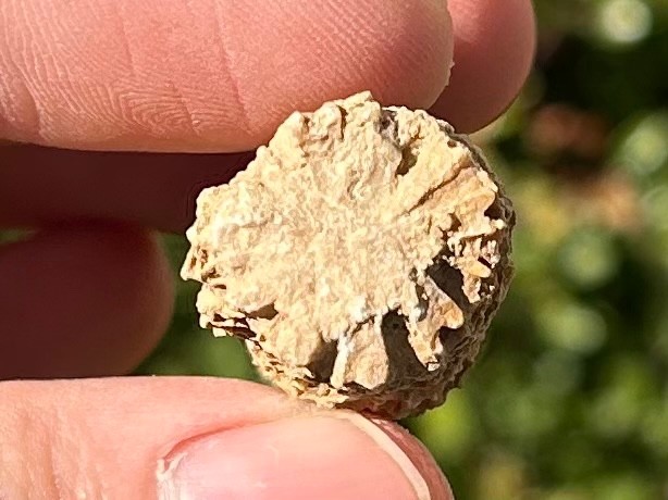 Oklahoma Fossil Coral Striatopora Pennsylvanian Age Gene Autry Shale