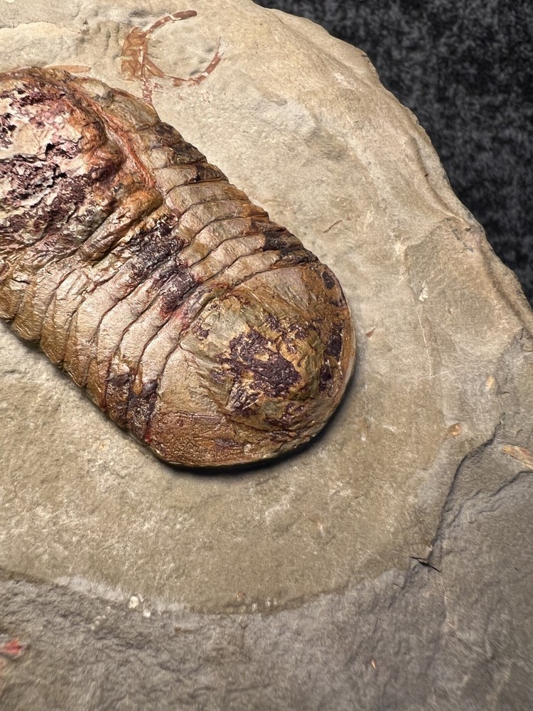 Symphysurus sp. Trilobite Fossil – Well-Preserved Specimen