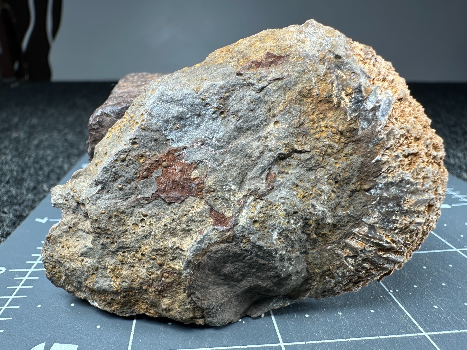 ➤ 2-3/4 Inch AMMONITE Fossil Specimen - Reichenbach South Germany VIDEO➤163