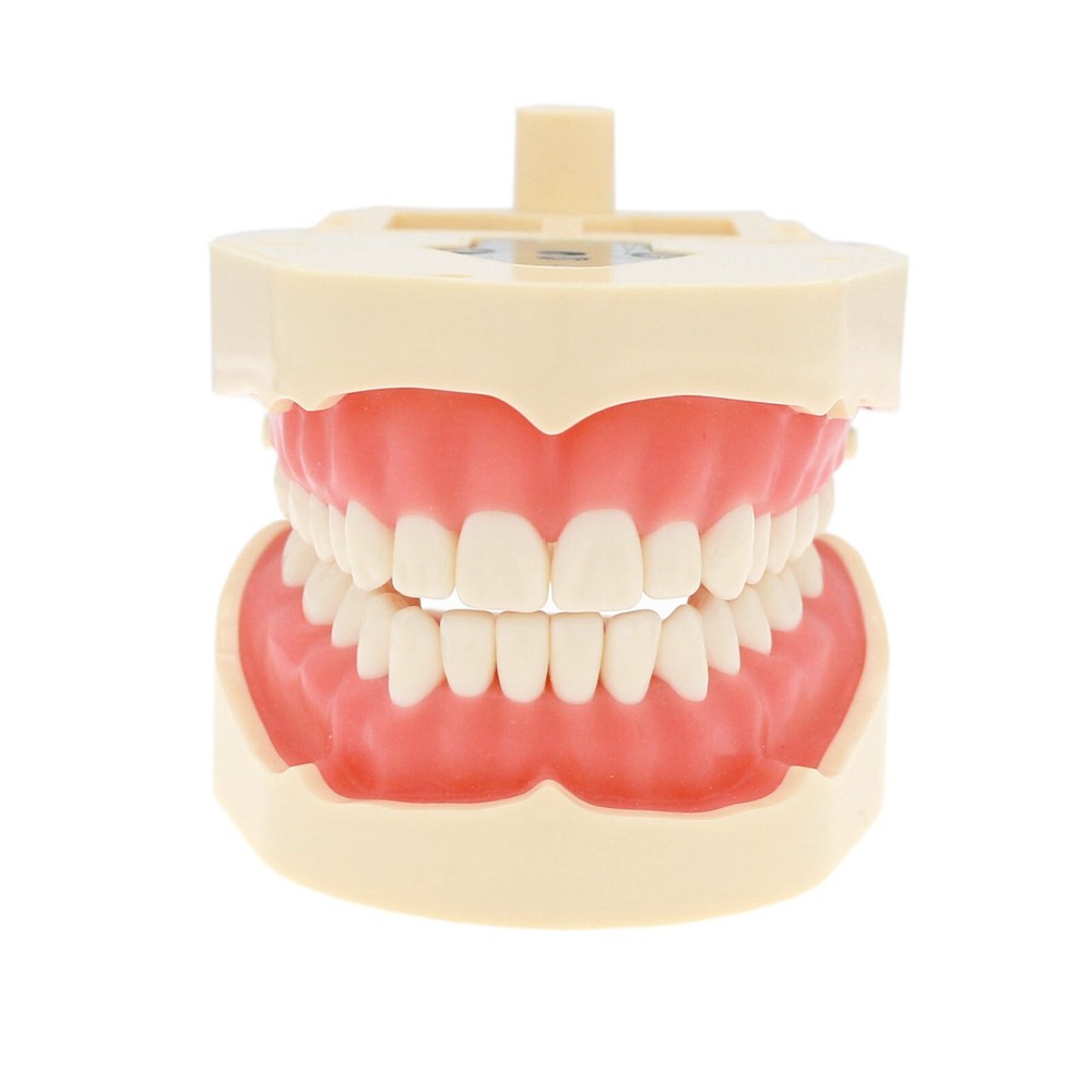 Dental Typodont 28/32PCS Teeth Models for Students Practice Model M80 Series