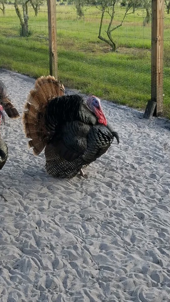 Osceola Turkey Hatching Eggs (One Dozen)