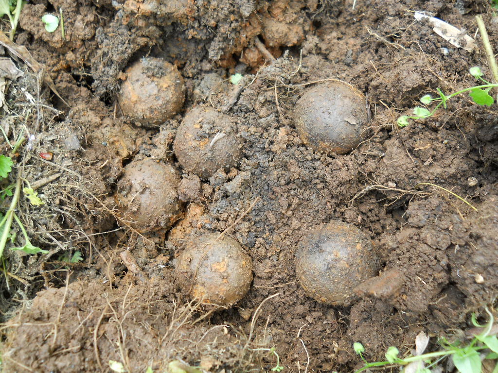 Old Rare Vintage Antique Civil War Relic Confederate Canister Shot Appomattox VA