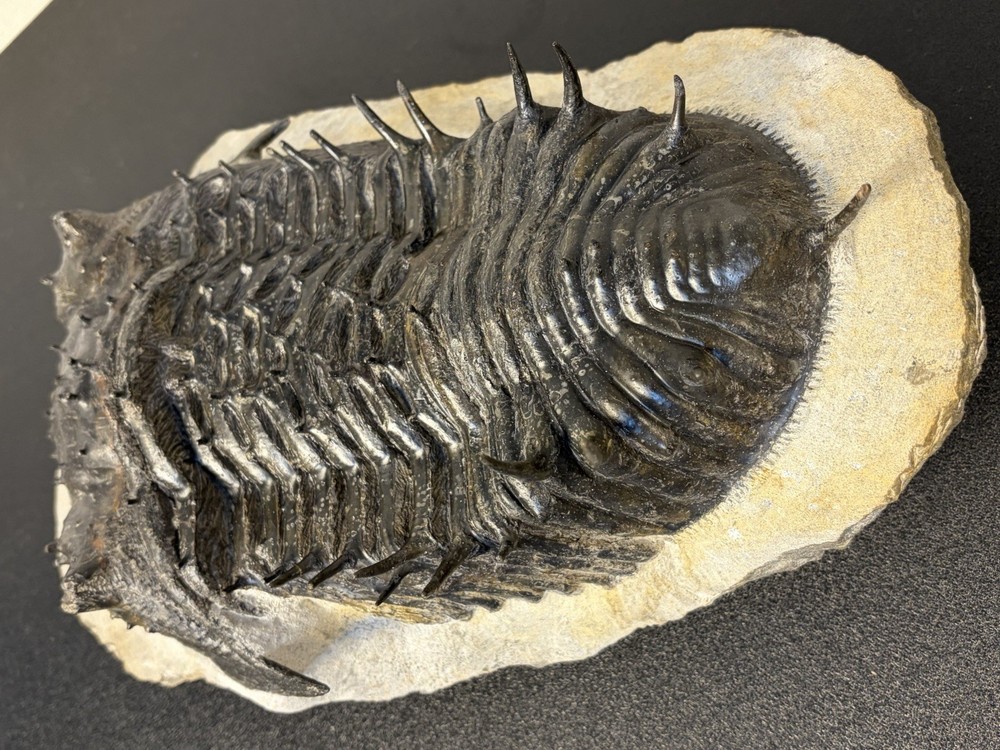 trilobite