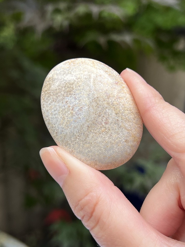 Fossilized Coral Crystal Palmstone AAA+ 31