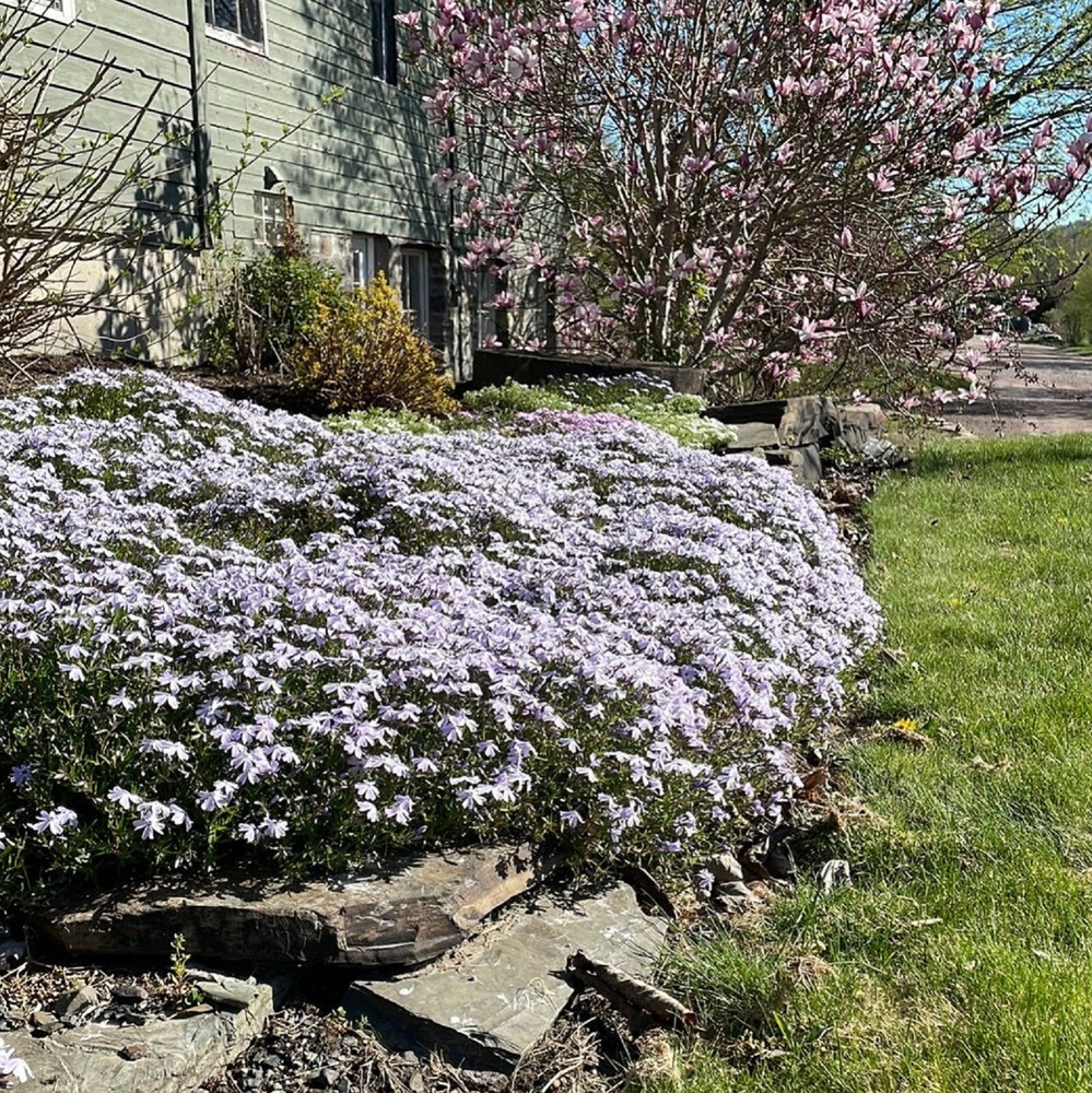 PHLOX SUBULATA 'BLUE' - STARTER PLANT