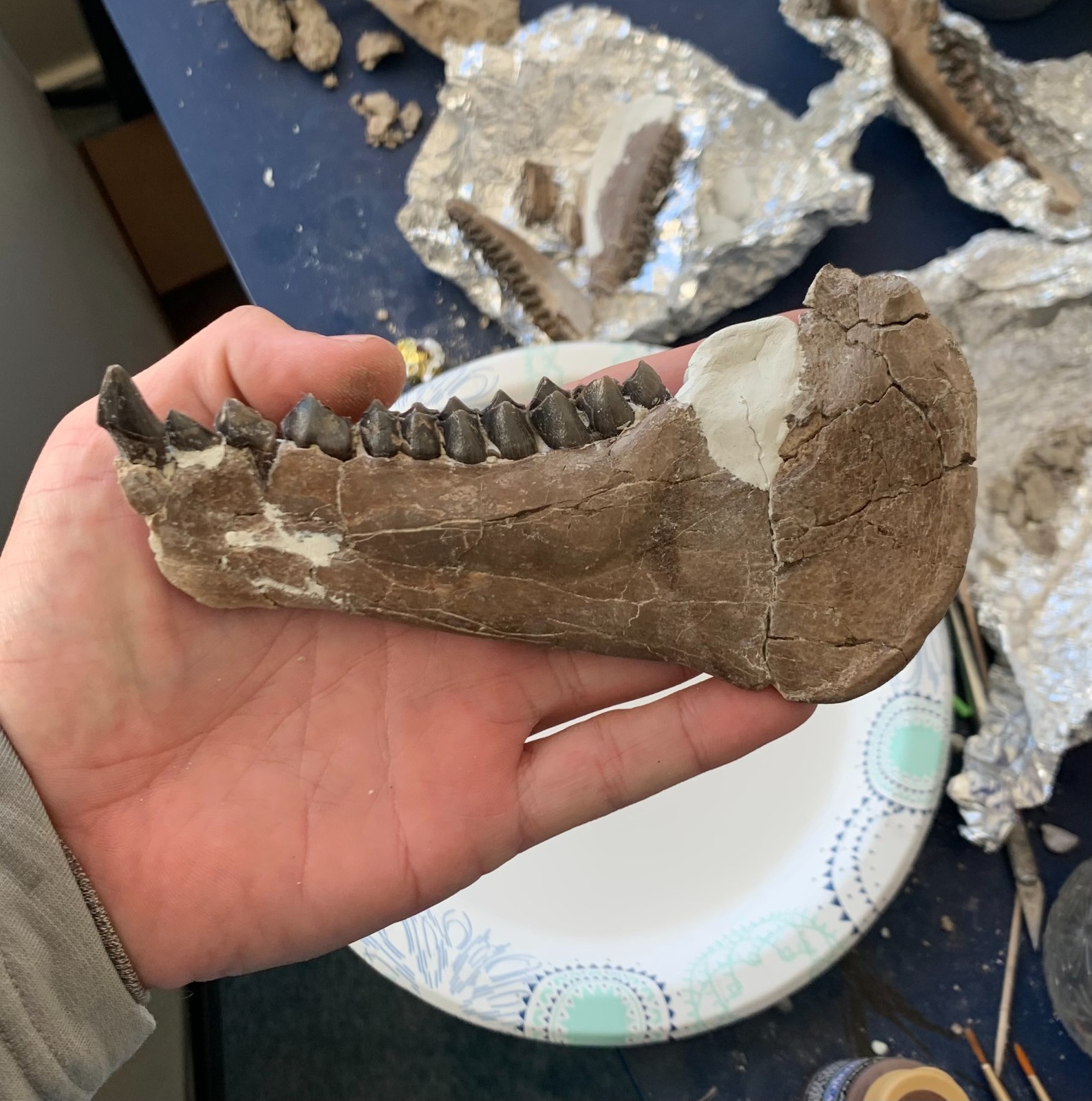 Fossil Merycoidodon Oreodont Teeth In Jaw, White River Badlands,