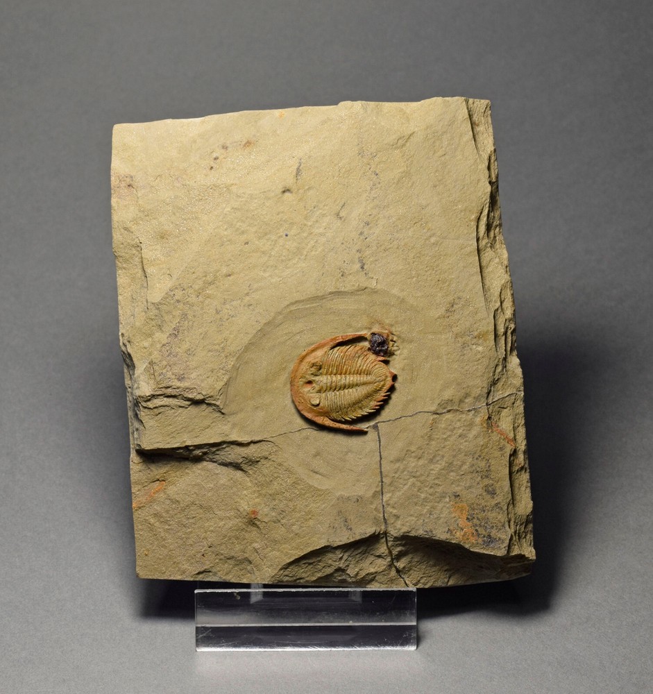 Rare trilobite Dactylocephalus sp.