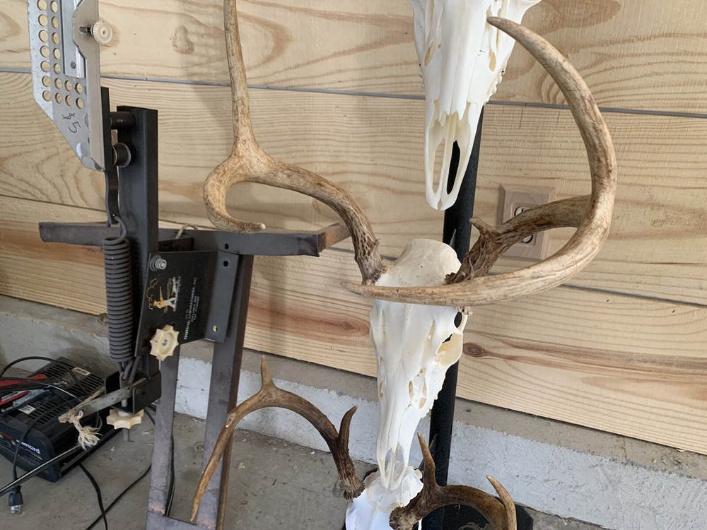 european deer skull mount
