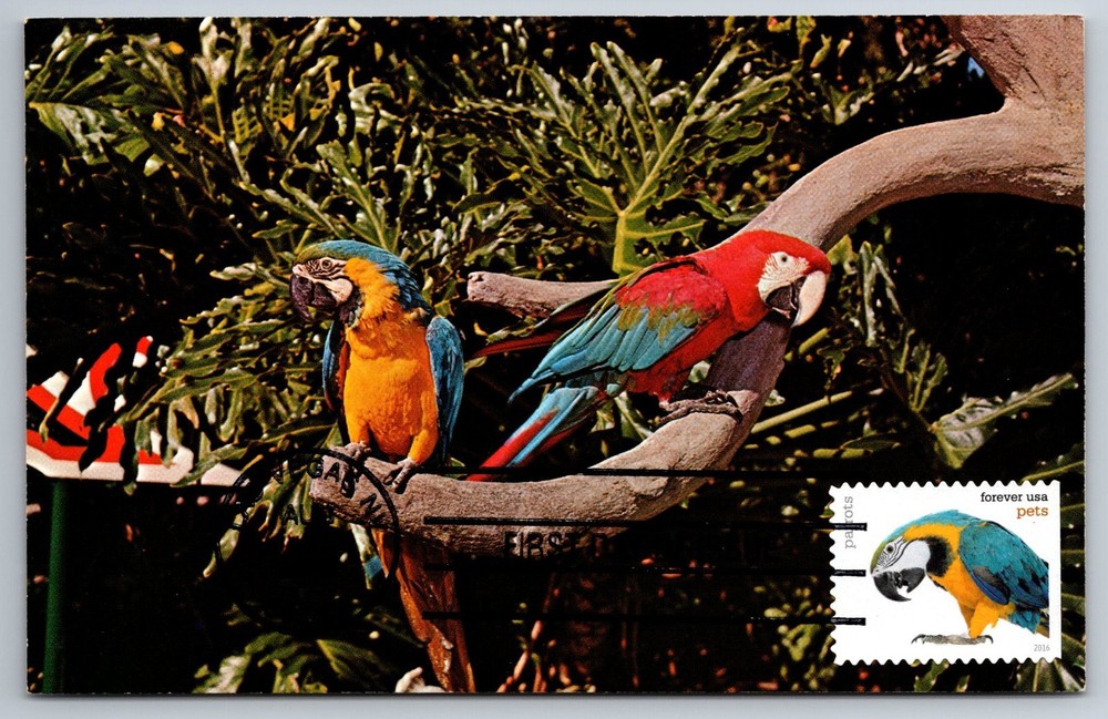 #5115 Pets Parrots FDC Maxi Card