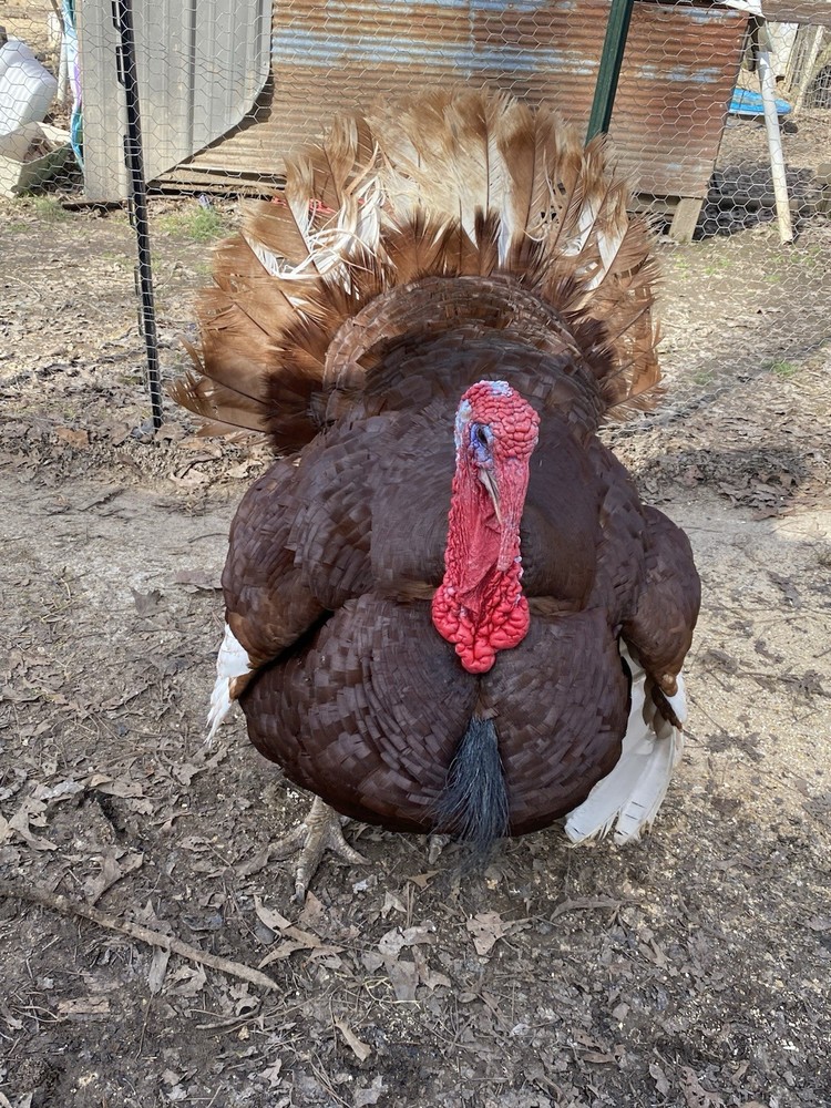 2ct Bourbon Red Turkey Hatching Eggs