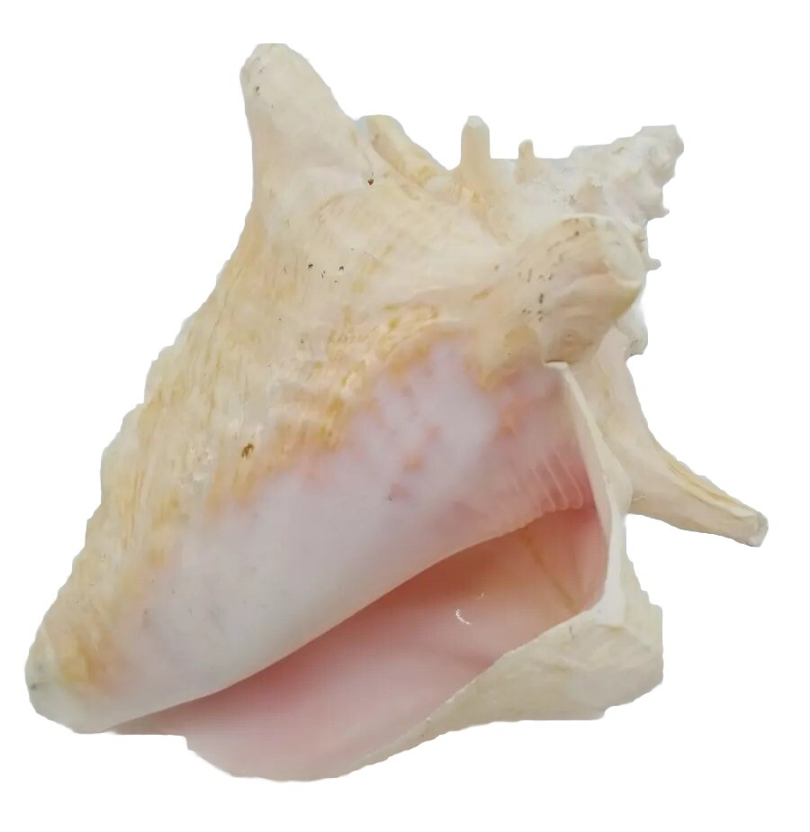Natural Pink Inside Conch Shell Display Nautical Decor