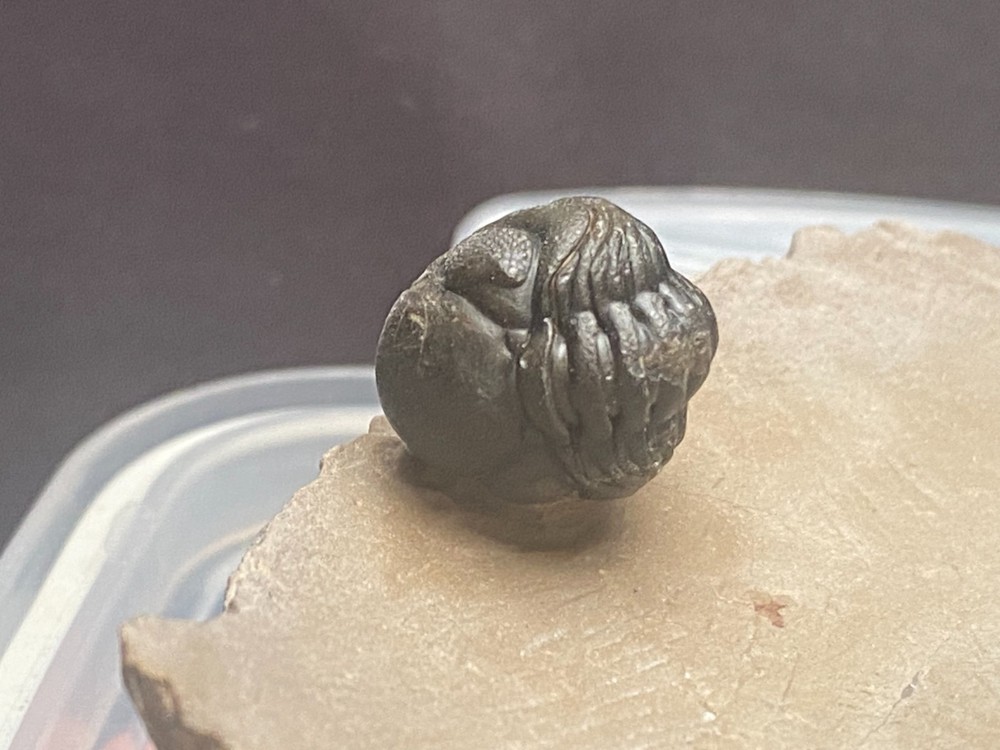 walliserops hammii & phacops
