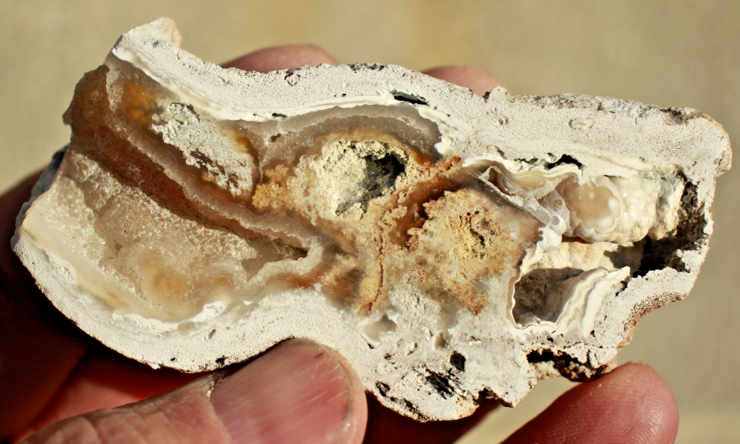 Polished Tampa Bay Fossil Coral Half • 3.0" Long/2.0 oz.