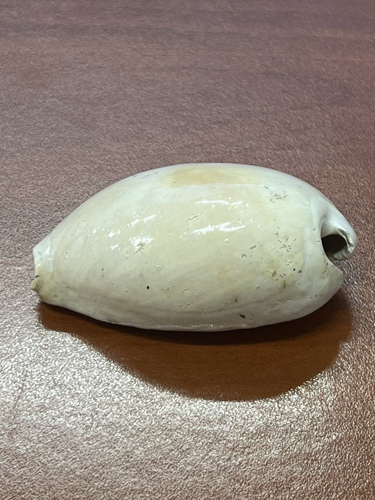 EXTINCT Fossilized COWRIE Shell From Central Florida, Pliocene Era.