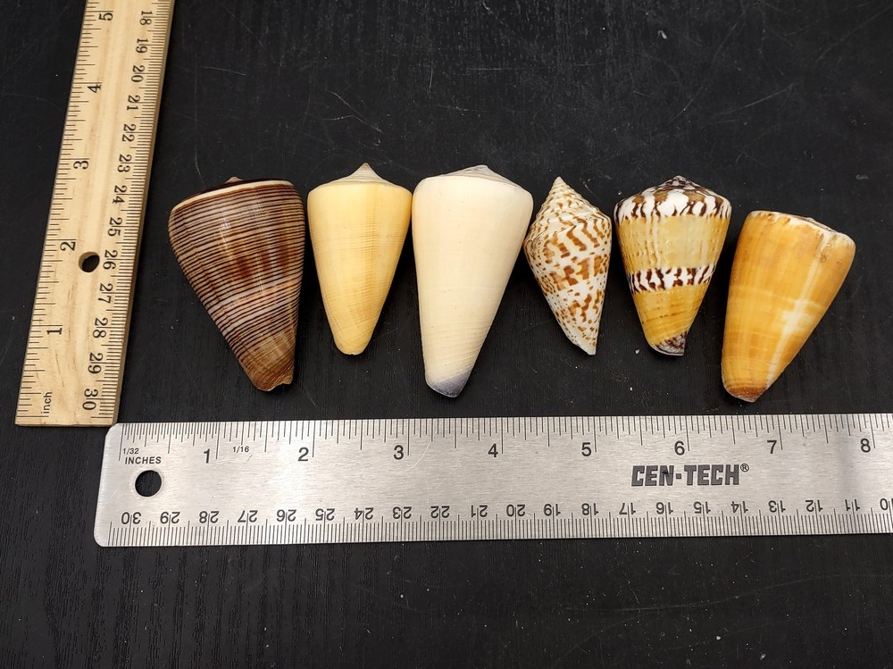 Cone Seashell Small Assorted Mix (6 shells approx. 1.5+ inches)