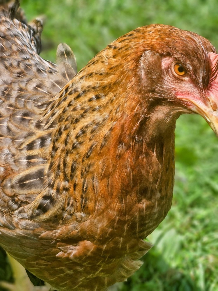 Bielefelder Kennhuhn 8+ Hatching Eggs