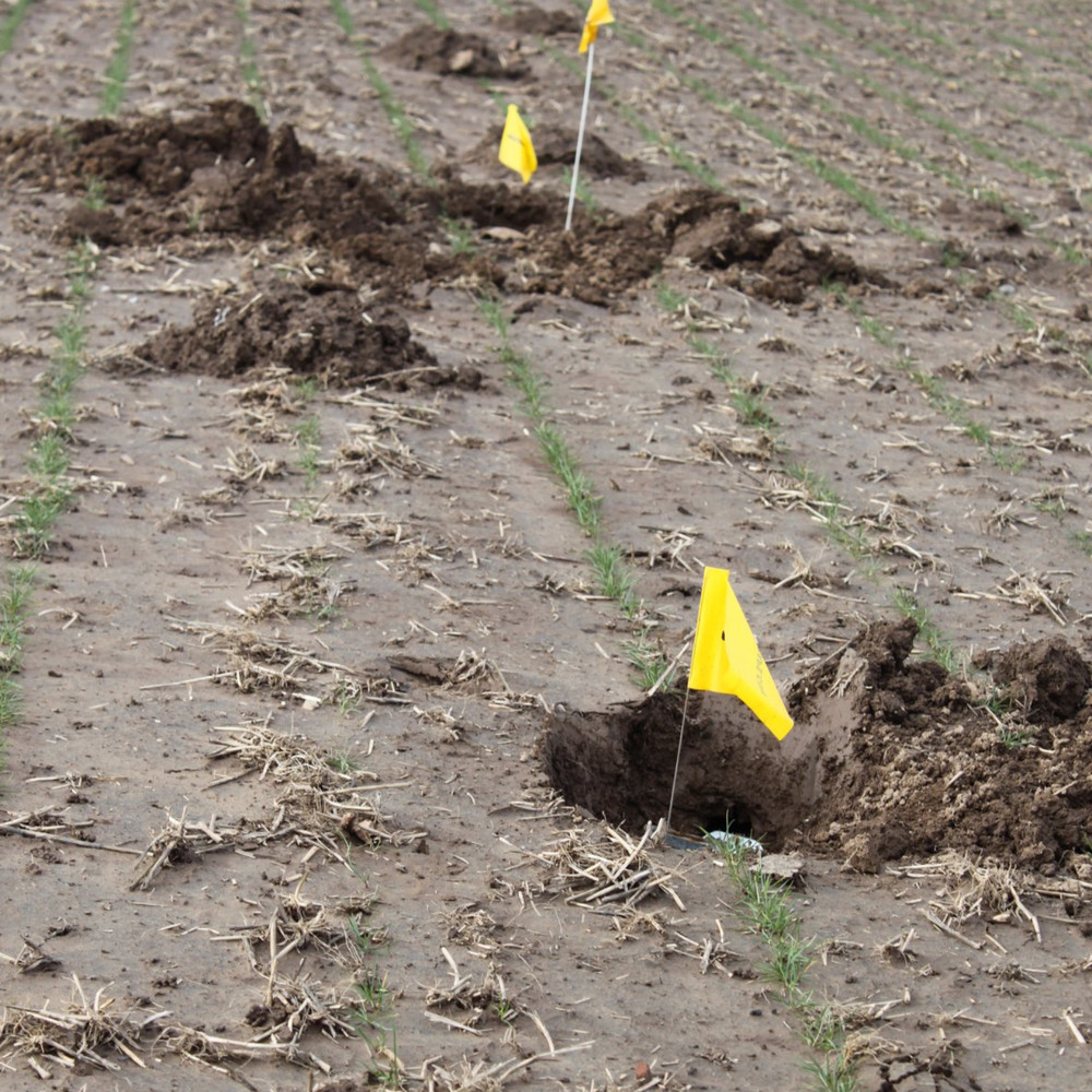 3 medium gopher traps : Professional-Grade, Heavy-Duty Reusable Trap System