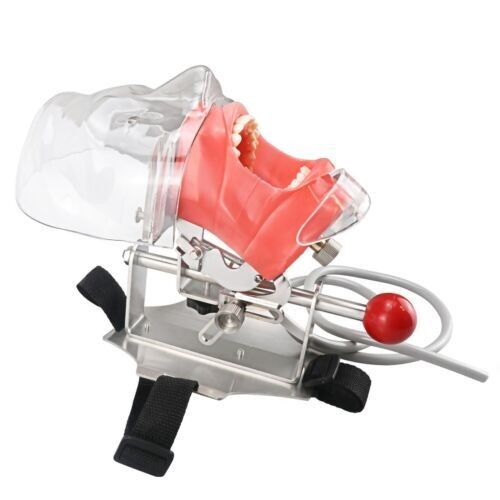 Dental Simulator Manikin Phantom Head Model Teeth Model for Training Practicing