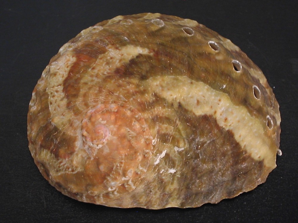 Stunning Pattern...HALIOTIS PATAMAKANTHINI~59.6mm!!~Thailand SEASHELL