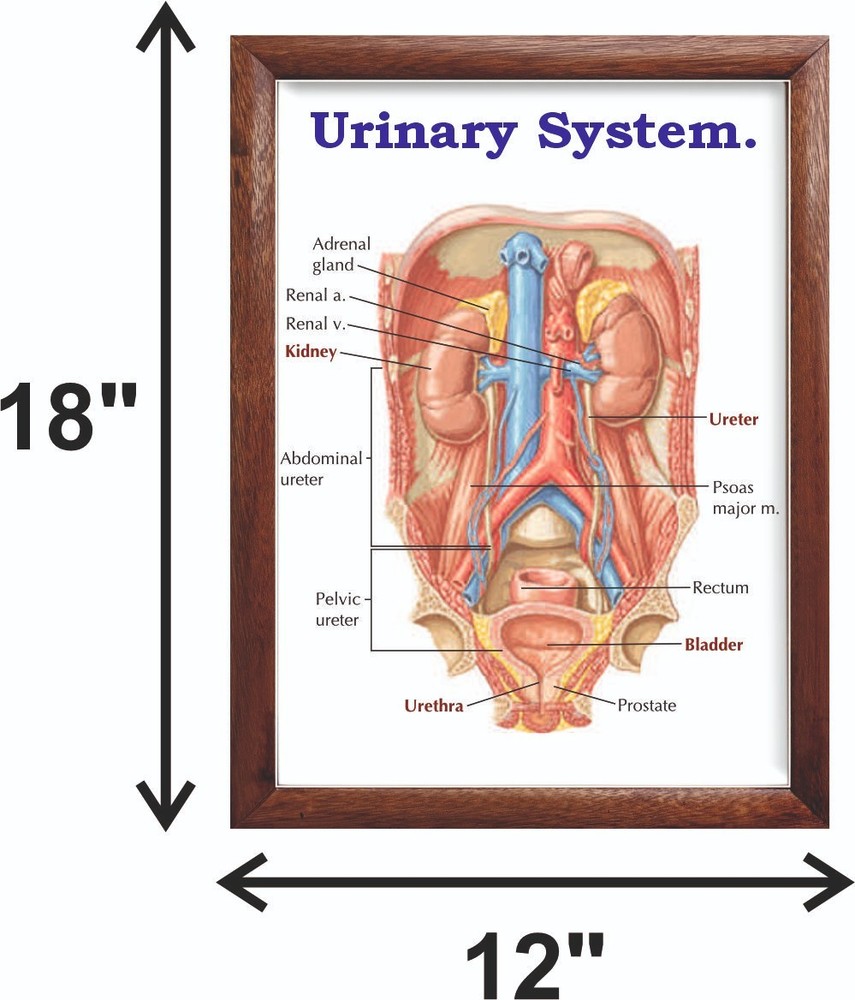 Urinary System Chart 12x18 inches