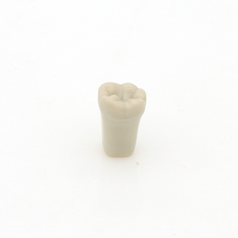 860 Type Dental Tooth Model Columbia Dentoform With 32pcs Replacement Teeth