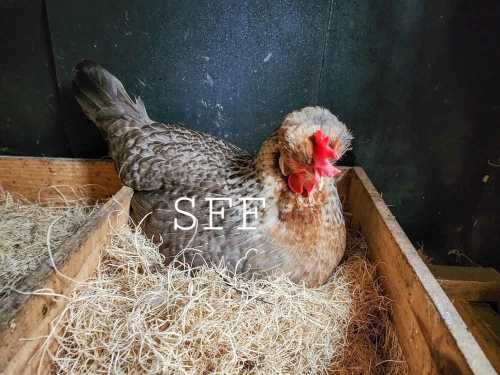 12pk Opal/Cream Legbar Hatching Eggs