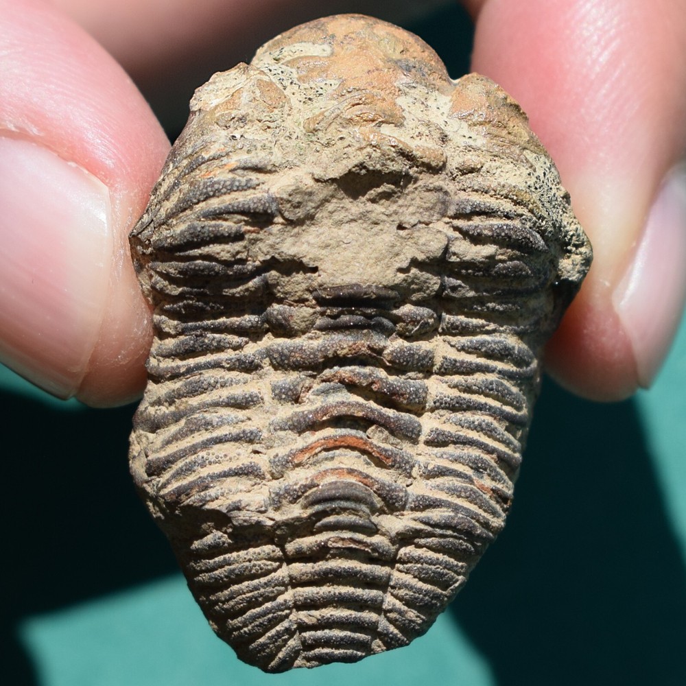 Trilobite fossil, Eldredgeia eocryphaeus: Bolivia devonian trilobite