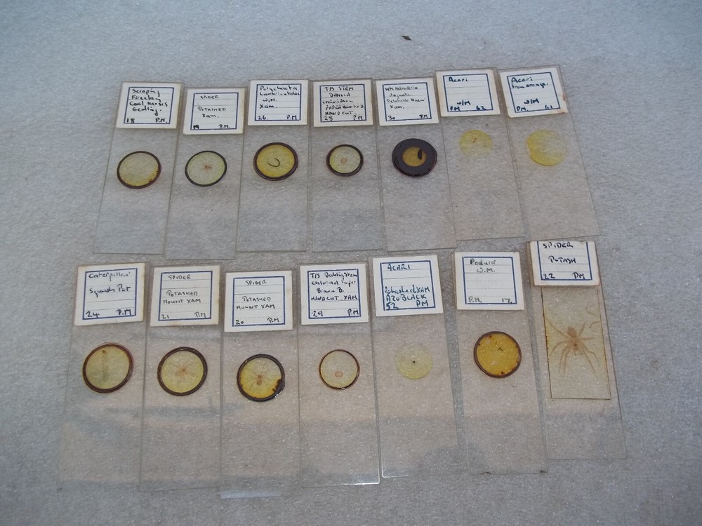 Vintage Glass Microscope Slides