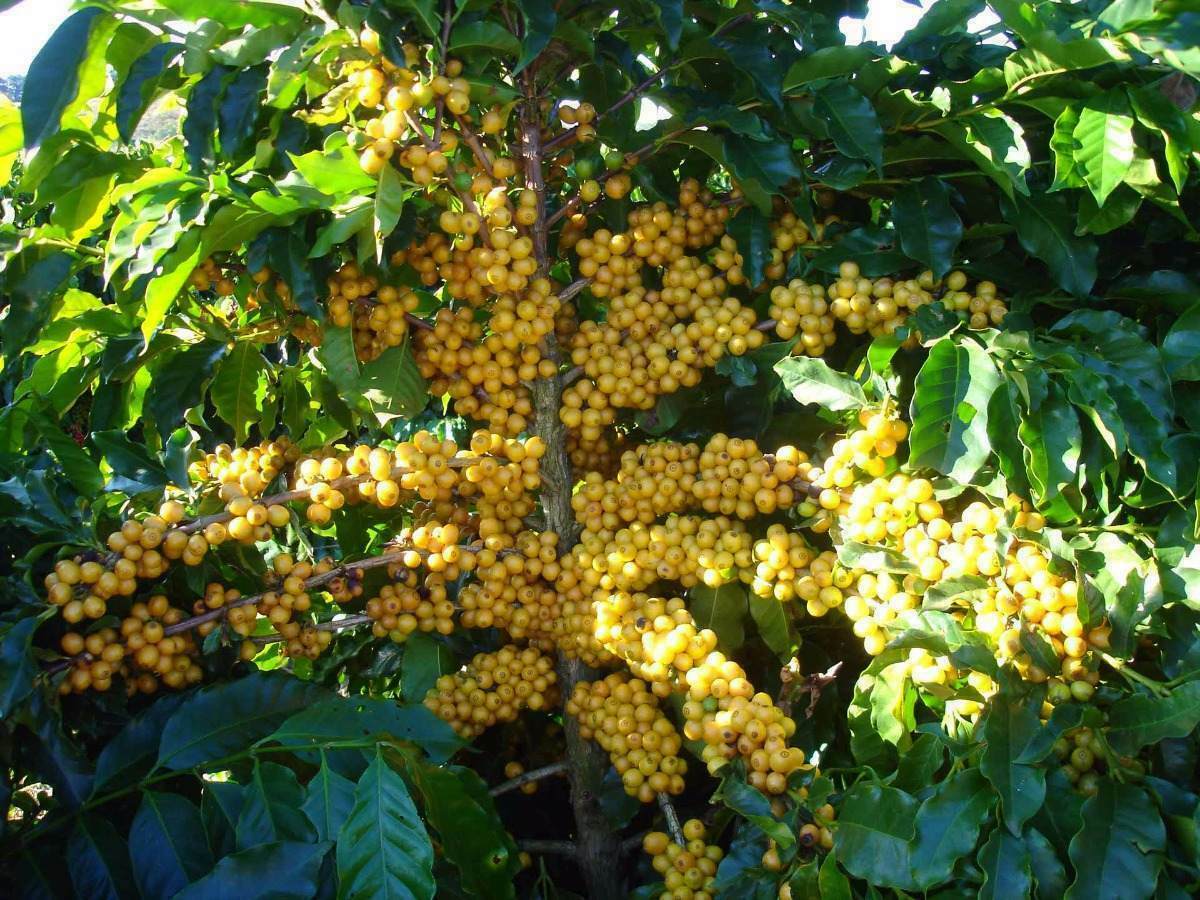 Brazilian JAZBLU Coffee Beans Peaberry Medium Roasted 2 ,5, 7 & 10/ 1 Pound Bag