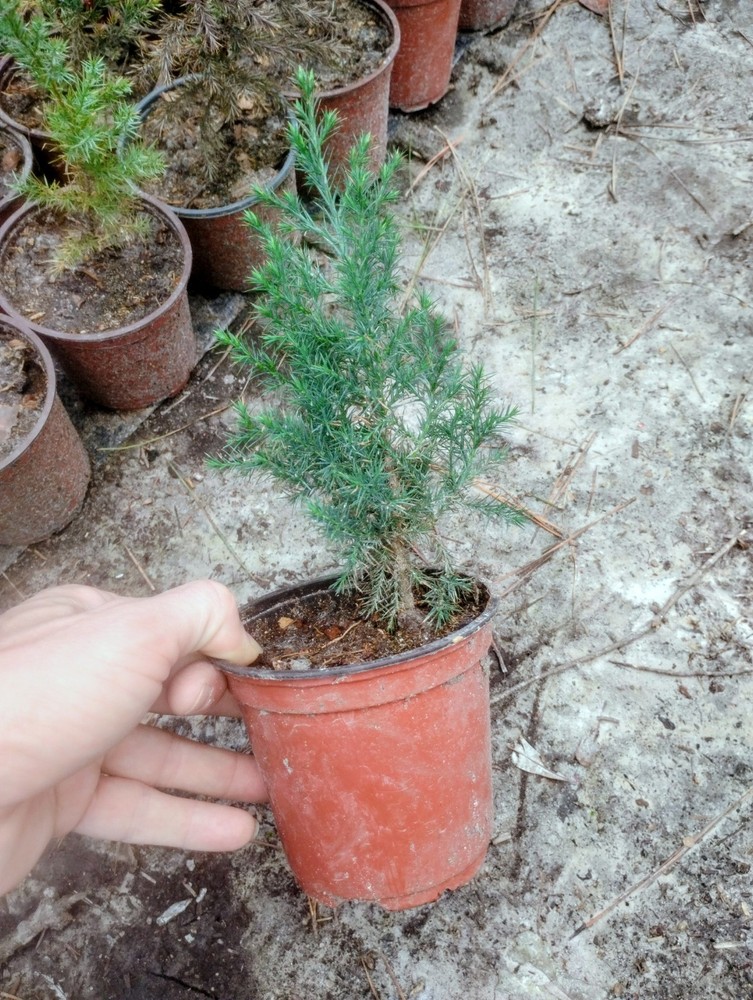 Eastern Red Cedar, 1 Quart Pot.
