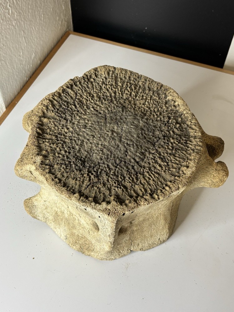 Whale Vertebrae Fossilized LARGE
