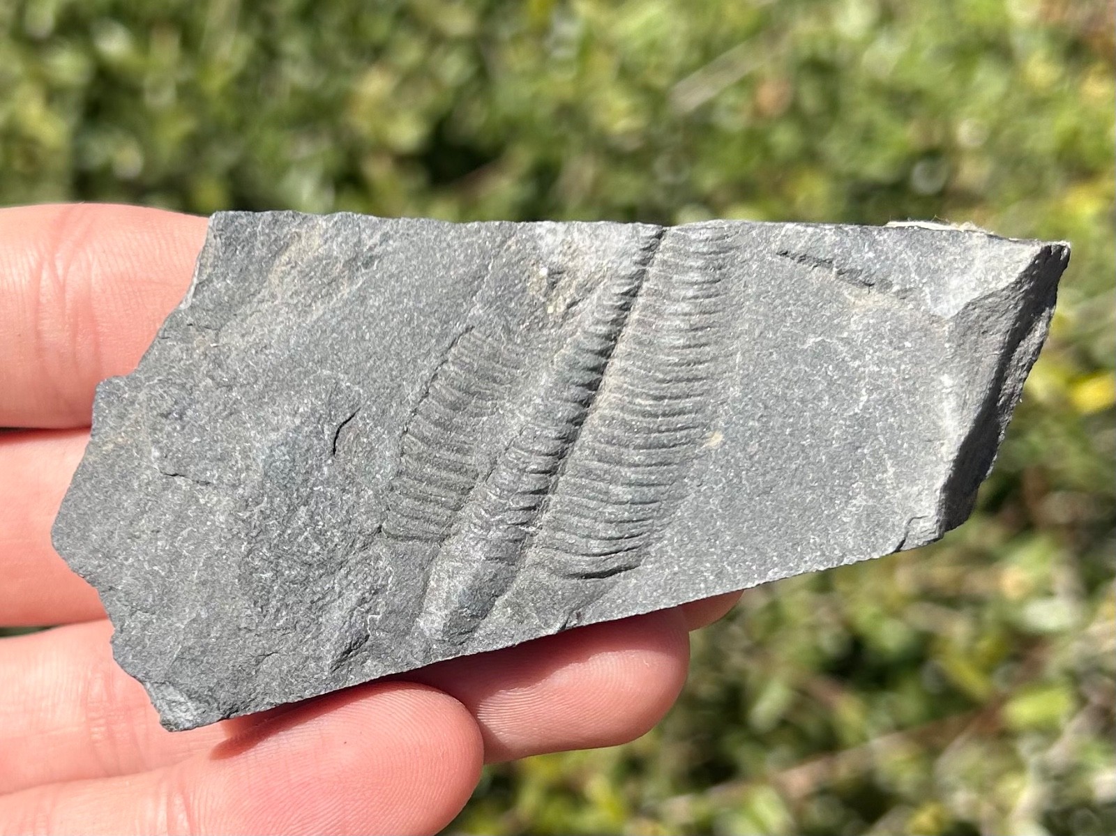 Washington Fossil Trilobite Metaline Formation Cambrian Bug in Matrix