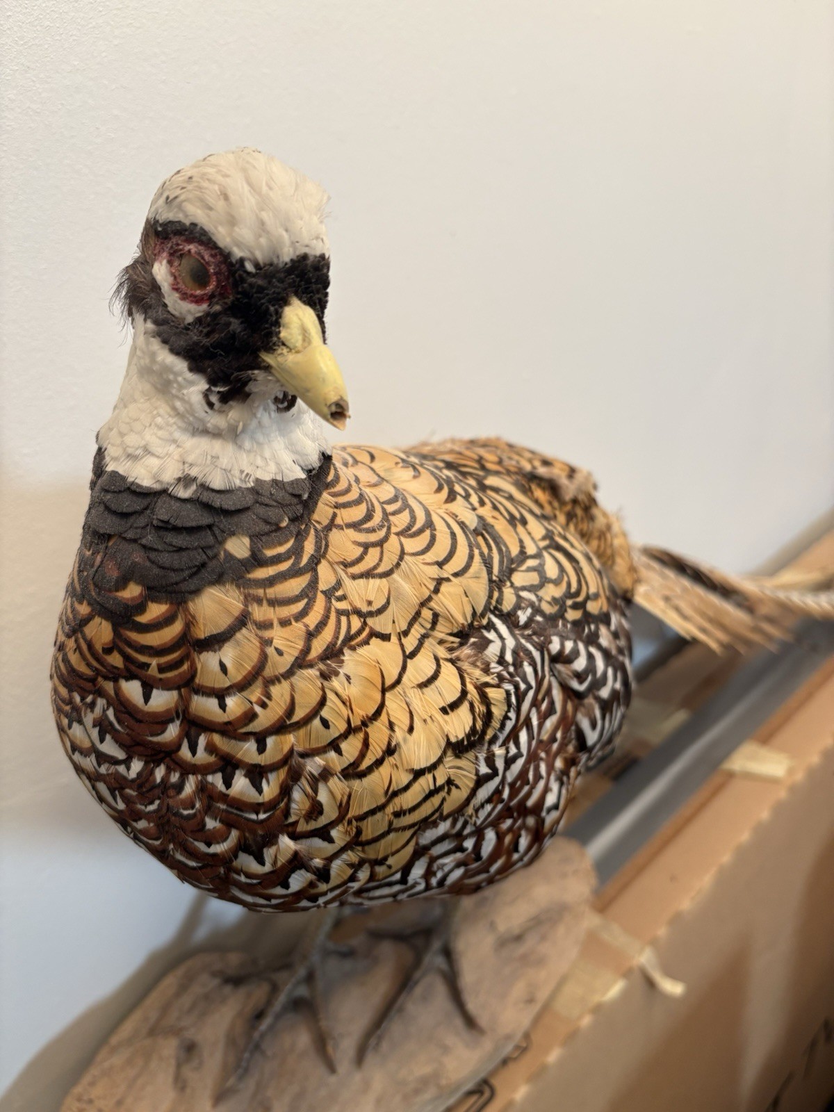 Vintage Reeves' Pheasant Taxidermy